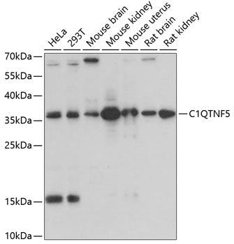 C1QTNF5 Rabbit pAb