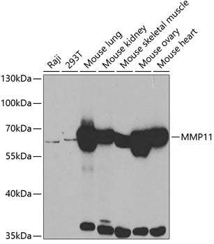 MMP11 Rabbit pAb