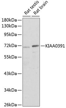 KIAA0391 Rabbit pAb