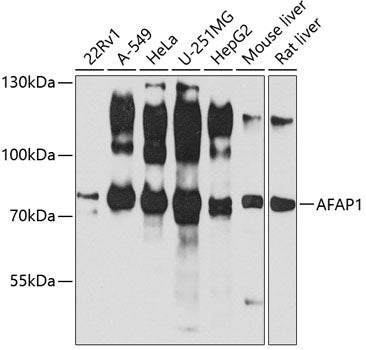 AFAP1 Rabbit pAb