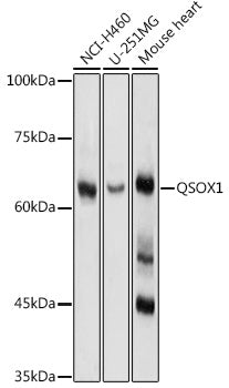 QSOX1 Rabbit pAb