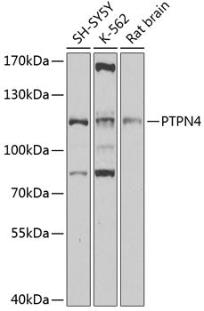 PTPN4 Rabbit pAb