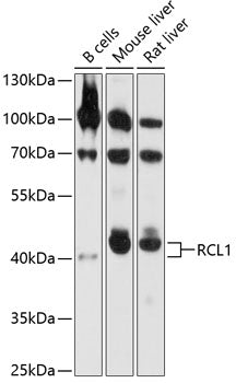 RCL1 Rabbit pAb