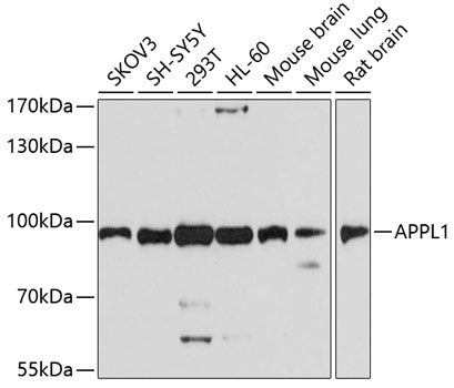 APPL1 Rabbit pAb