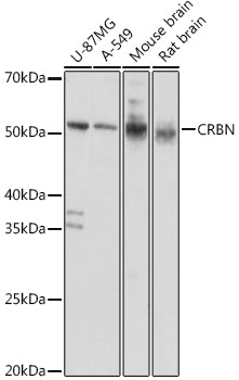 CRBN Rabbit pAb