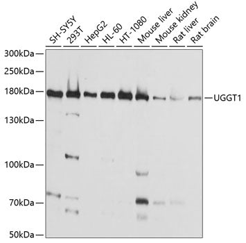 UGGT1 Rabbit pAb