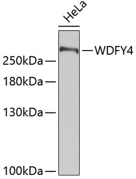 WDFY4 Rabbit pAb