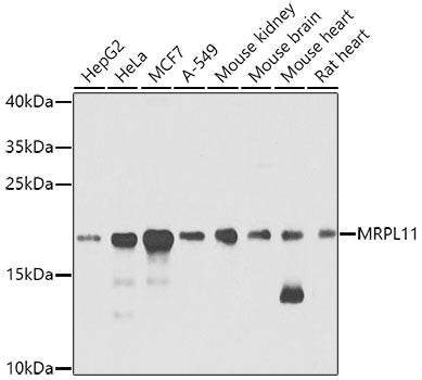 MRPL11 Rabbit pAb