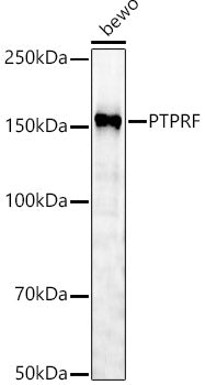 PTPRF Rabbit pAb