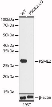 [KO Validated] PSME2 Rabbit pAb