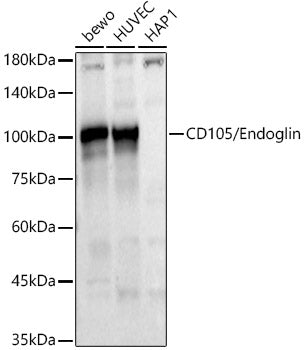 CD105/Endoglin Rabbit pAb
