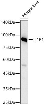 IL1R1 Rabbit pAb