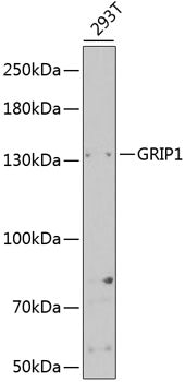 GRIP1 Rabbit pAb
