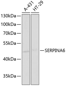 SERPINA6 Rabbit pAb