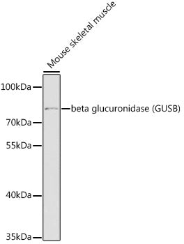 beta glucuronidase (GUSB) Rabbit pAb