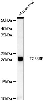 ITGB3BP Rabbit pAb