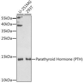 Parathyroid Hormone (PTH) Rabbit pAb