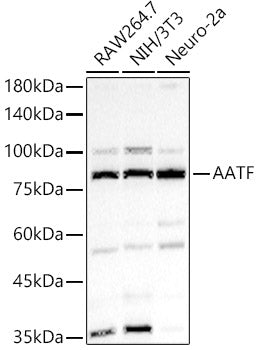 AATF Rabbit pAb