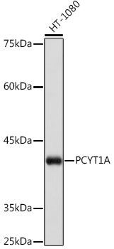 PCYT1A Rabbit mAb