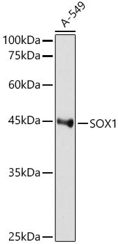 SOX1 Rabbit mAb