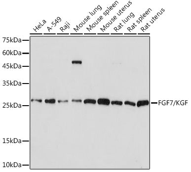 FGF7/KGF Rabbit mAb