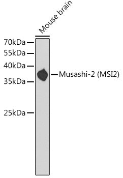 Musashi-2 (MSI2) Rabbit pAb