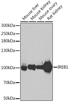 Aconitase 1 (ACO1) Rabbit pAb