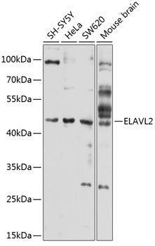 ELAVL2 Rabbit pAb