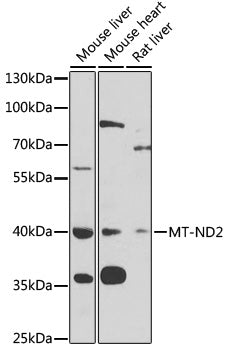 MT-ND2 Rabbit pAb
