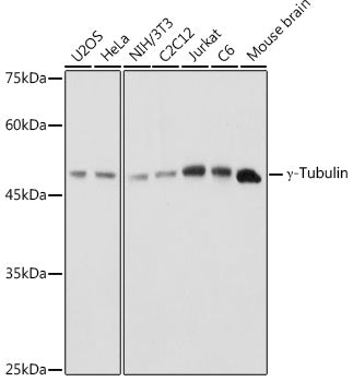 γ-Tubulin Rabbit pAb