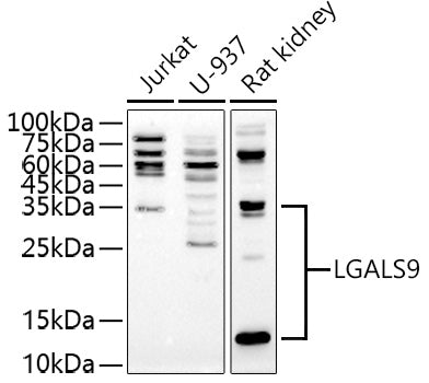 LGALS9 Rabbit pAb