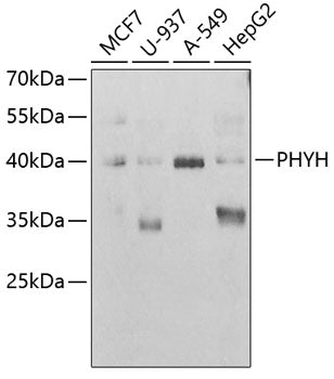 PHYH Rabbit pAb