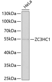 ZC3HC1 Rabbit pAb