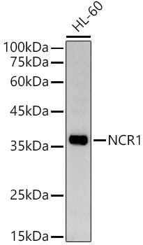 NCR1 Rabbit pAb