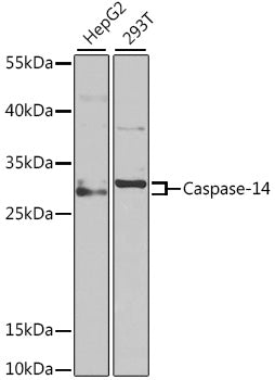 Caspase-14 Rabbit pAb