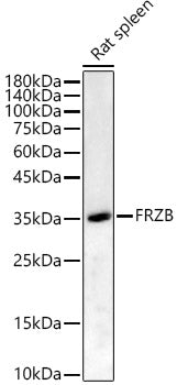 FRZB Rabbit pAb