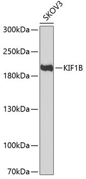 KIF1B Rabbit pAb