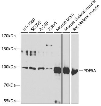 PDE5A Rabbit pAb