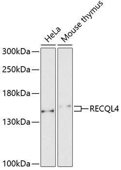 RECQL4 Rabbit pAb