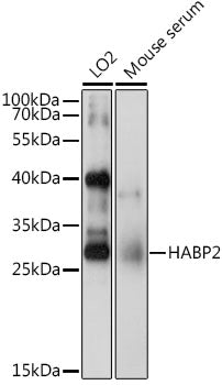 HABP2 Rabbit pAb