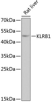 KLRB1 Rabbit pAb