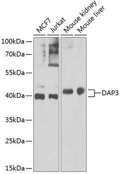 DAP3 Rabbit pAb