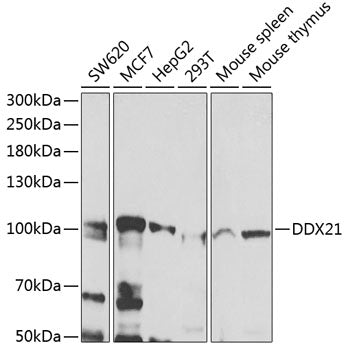 DDX21 Rabbit pAb