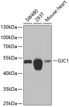 GJC1 Rabbit pAb