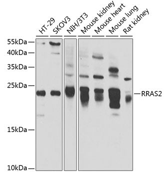 RRAS2 Rabbit pAb