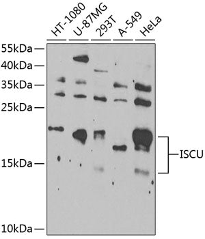 ISCU Rabbit pAb