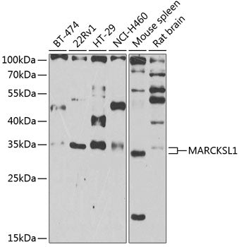 MARCKSL1 Rabbit pAb
