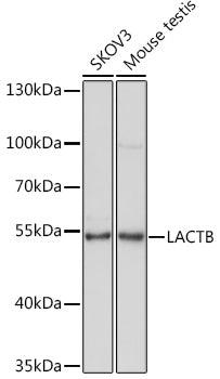 LACTB Rabbit pAb