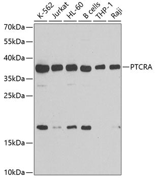 PTCRA Rabbit pAb