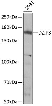 DZIP3 Rabbit pAb